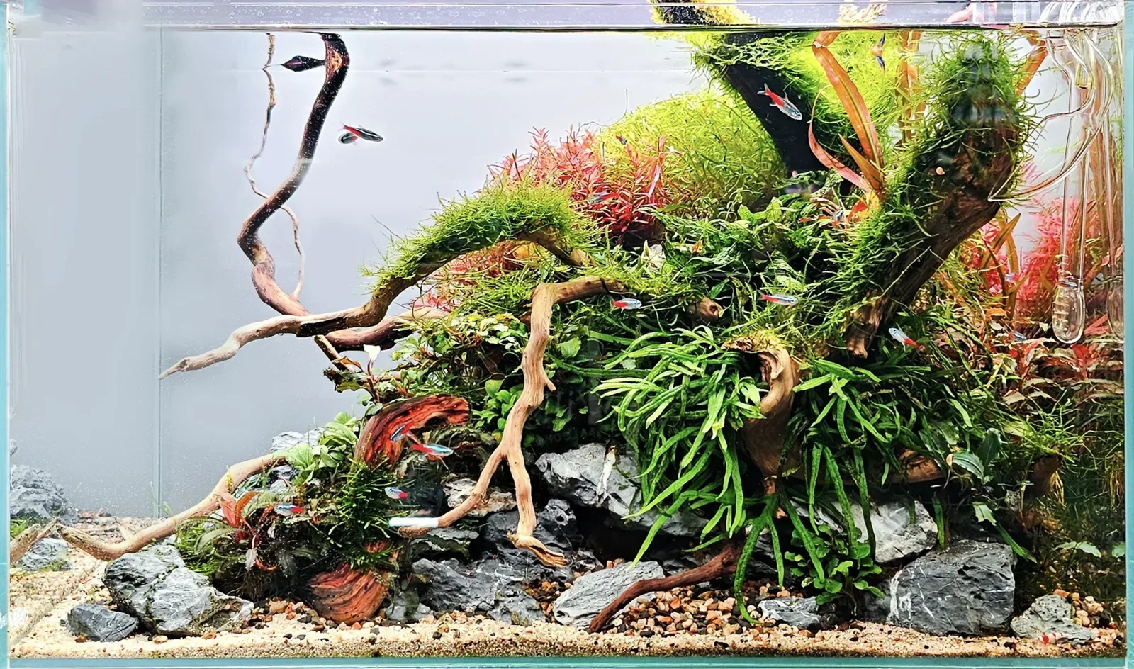 Paso a paso: Cómo planificar y diseñar tu primer proyecto de Aquascaping