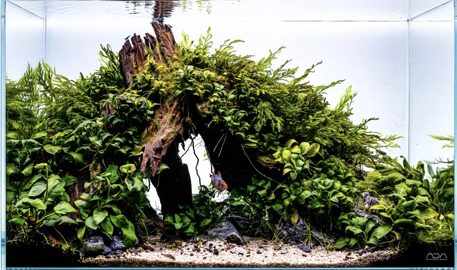 Tendencias de Aquascaping: El auge del Shadowscape y los acuarios de autor