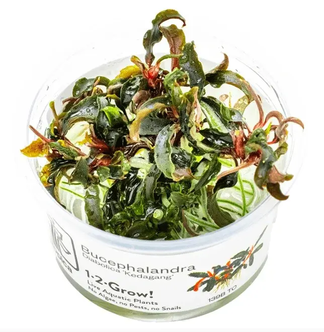 Bucephalandra 'Kedagang' view 1