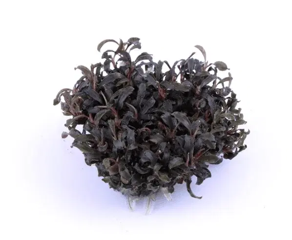 Bucephalandra 'Kedagang' view 6