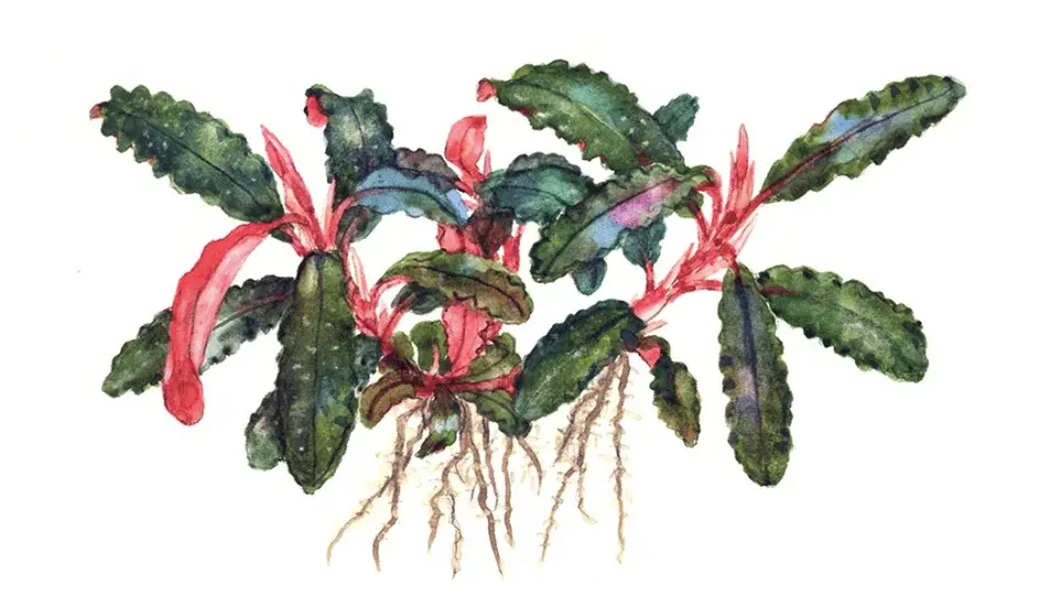 Bucephalandra 'Kedagang' view 4