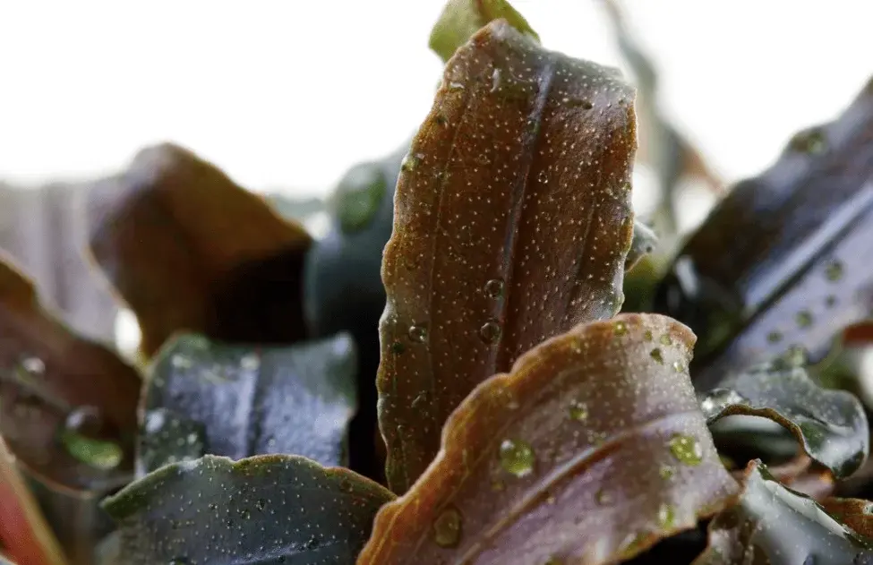 Bucephalandra 'Kedagang' view 3