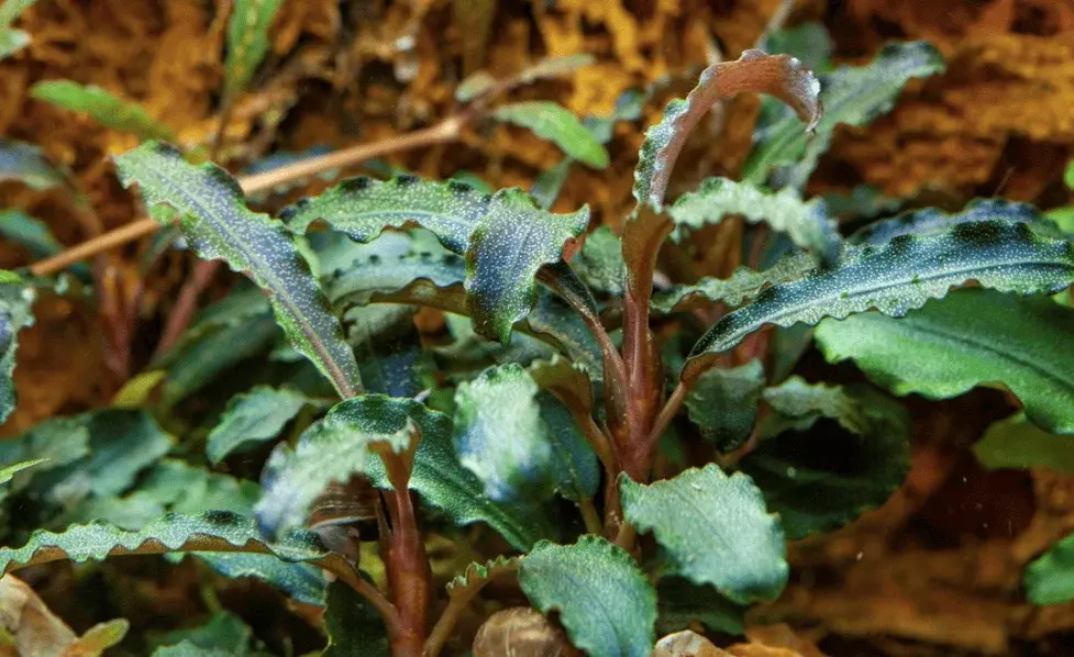 Bucephalandra 'Kedagang' view 2