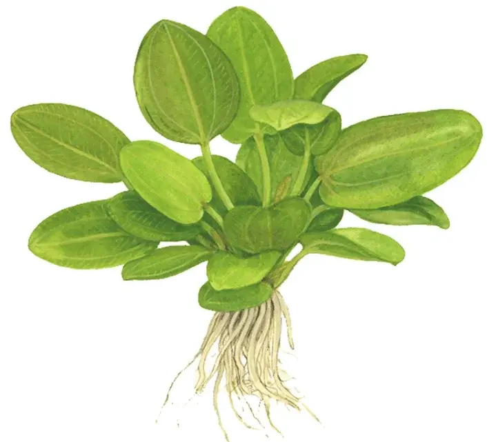 Echinodorus 'Aquartica' view 2