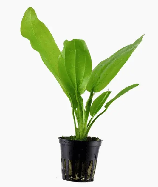 Echinodorus Cordifolius 'Fluitans'