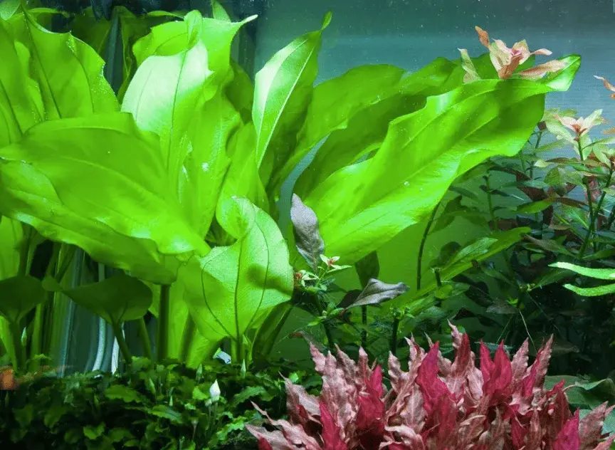 Echinodorus Cordifolius 'Fluitans' view 3