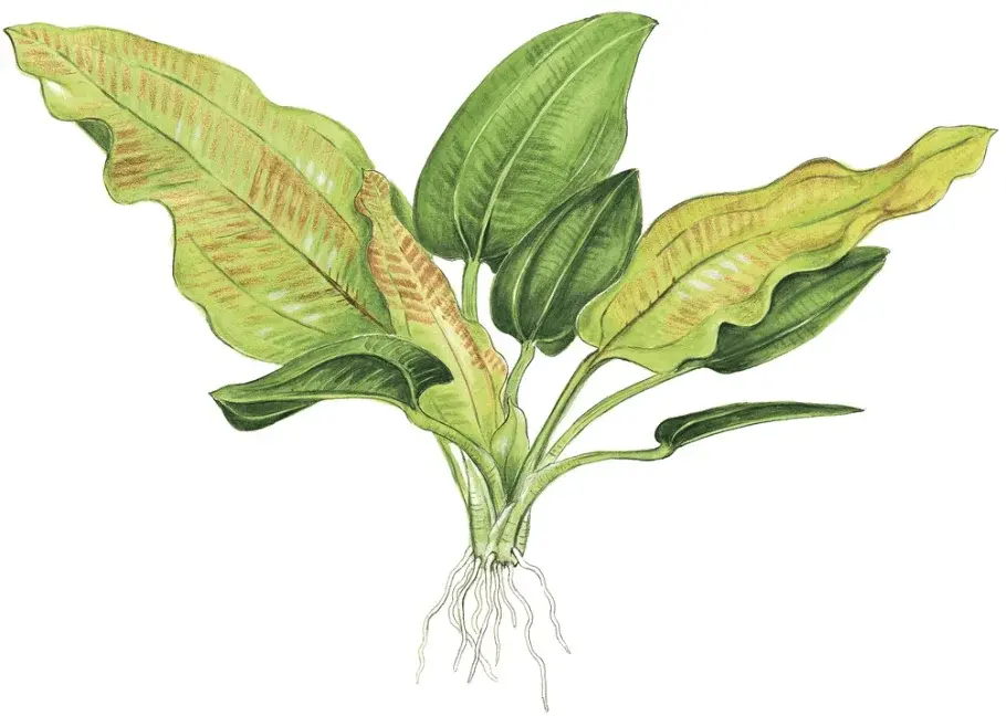 Echinodorus Cordifolius 'Fluitans' view 2