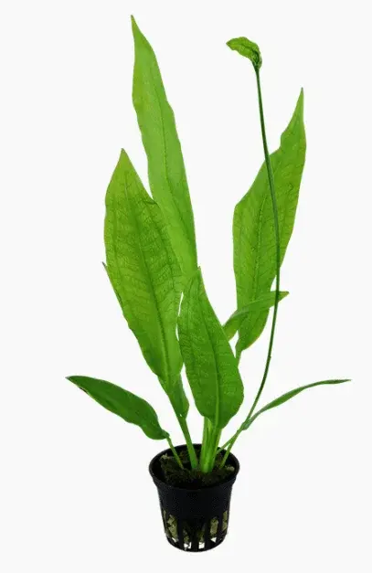 Echinodorus Grisebachii 'Bleherae' view 8