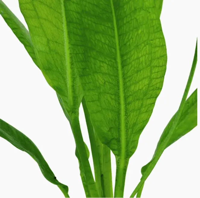 Echinodorus Grisebachii 'Bleherae' view 7