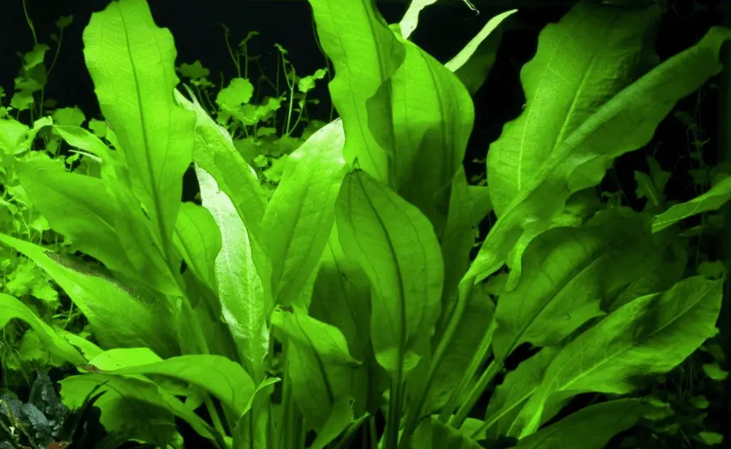 Echinodorus Grisebachii 'Bleherae' view 6