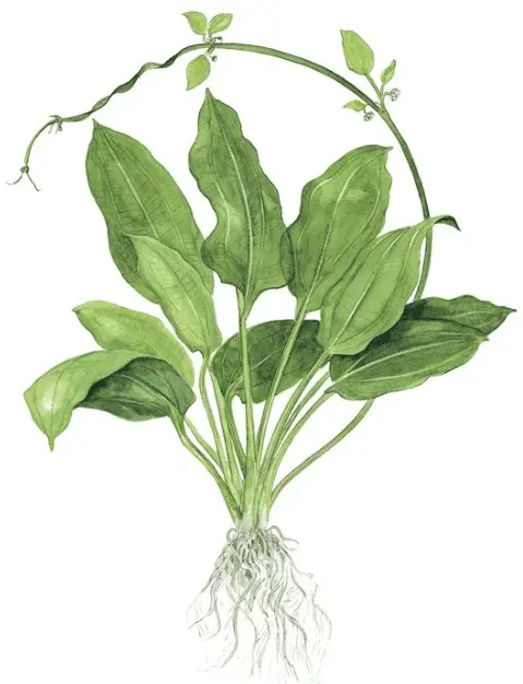 Echinodorus Grisebachii 'Bleherae' view 4