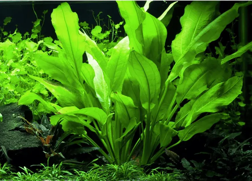 Echinodorus Grisebachii 'Bleherae' view 5