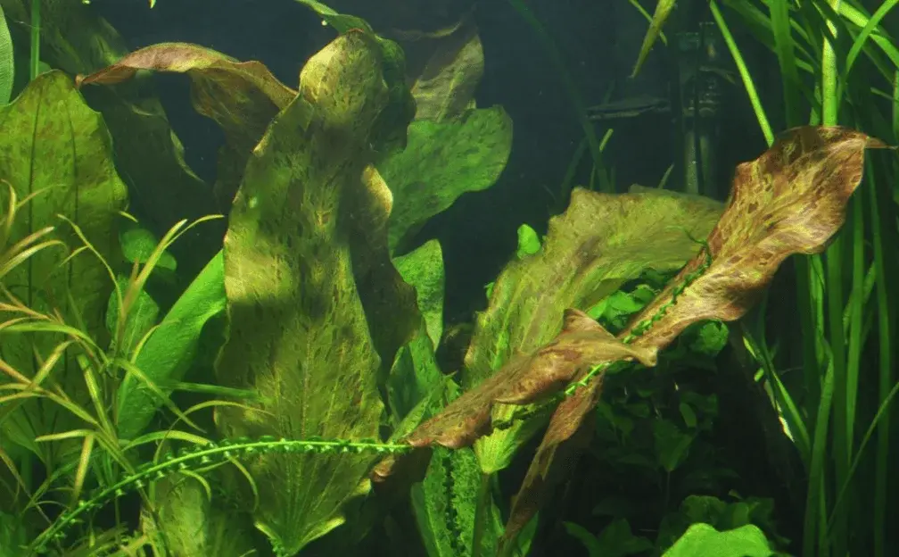 Echinodorus 'Ozelot' view 3