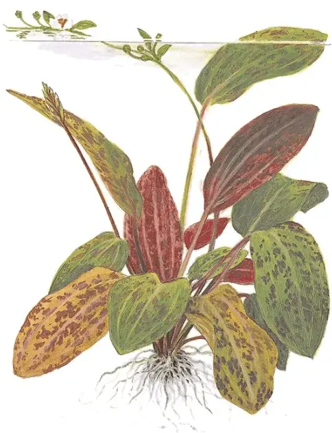 Echinodorus 'Ozelot' view 4