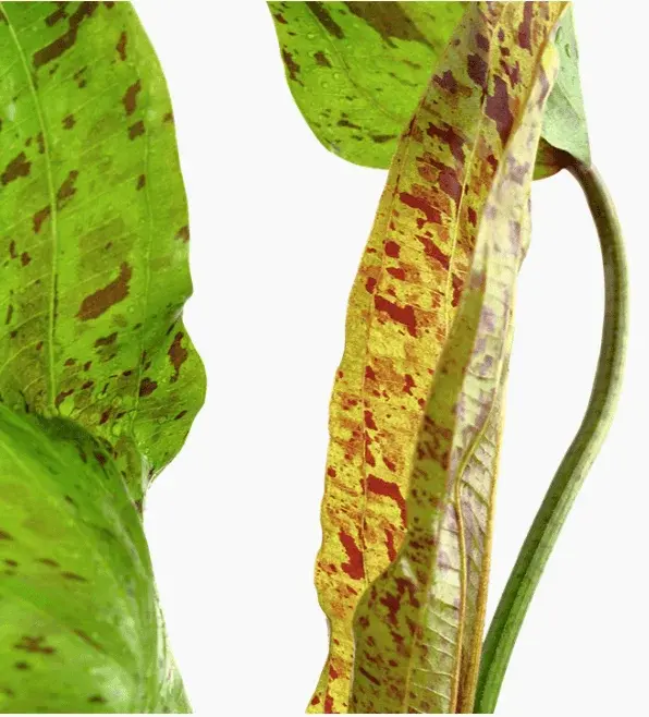 Echinodorus 'Ozelot Green' view 4