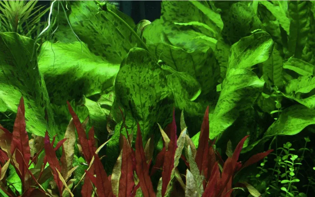Echinodorus 'Ozelot Green' view 3