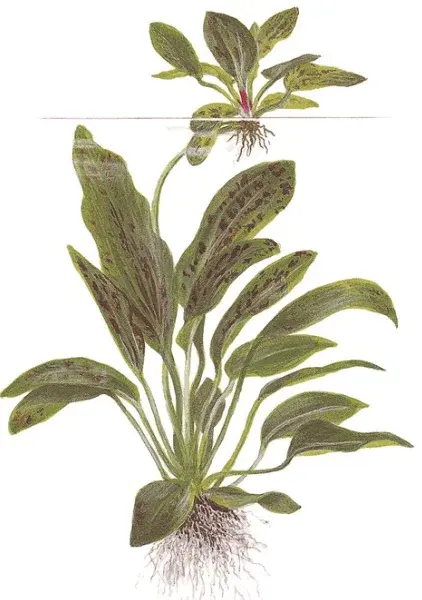 Echinodorus 'Ozelot Green' view 2