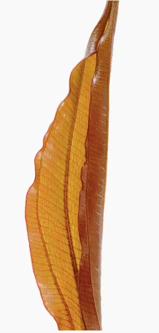Echinodorus 'Red Diamond' view 3