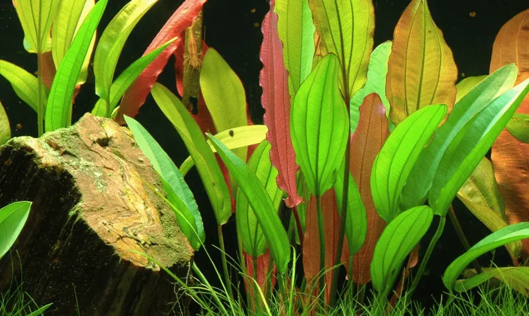 Echinodorus 'Red Diamond' view 2