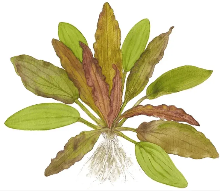 Echinodorus 'Red Diamond' view 5
