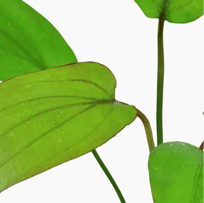 Echinodorus X Barthii view 4