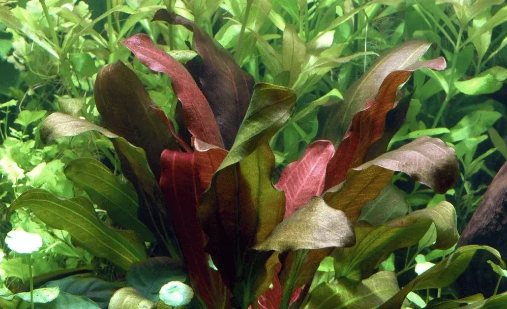 Echinodorus X Barthii view 3