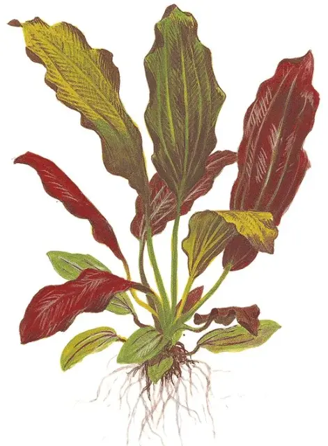 Echinodorus X Barthii view 2