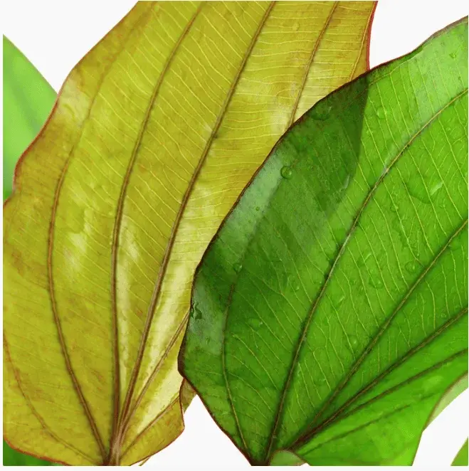 Echinodorus X Barthii view 5