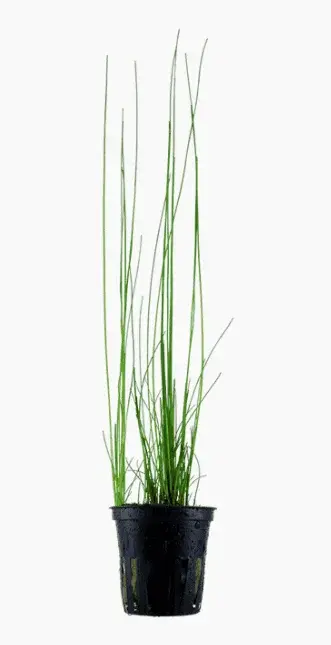 Eleocharis Montevidensis
