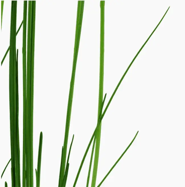 Eleocharis Montevidensis view 4