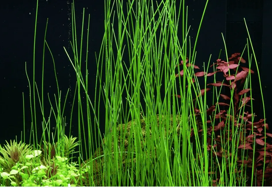 Eleocharis Montevidensis view 3