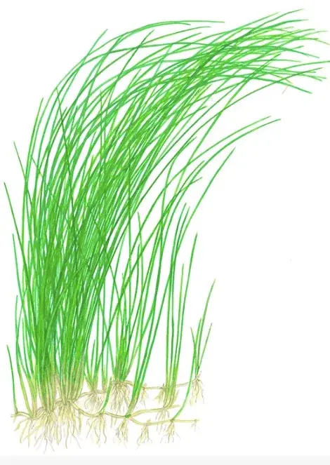 Eleocharis Montevidensis view 2