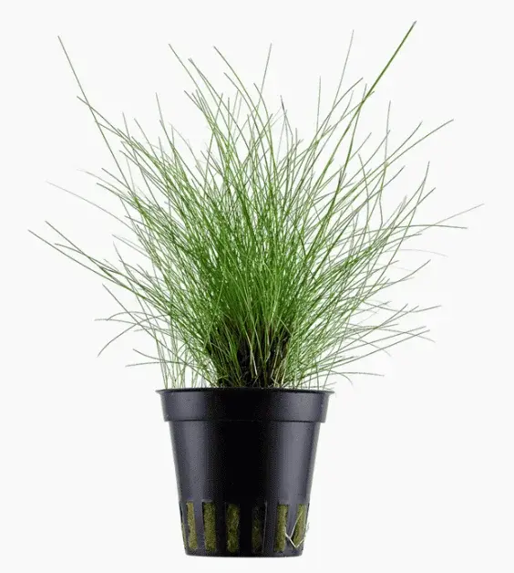 Eleocharis Parvula