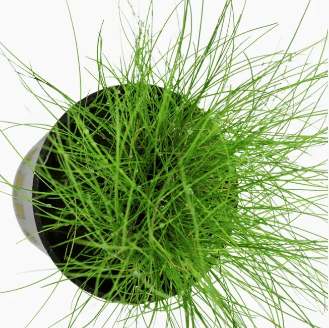 Eleocharis Parvula view 4