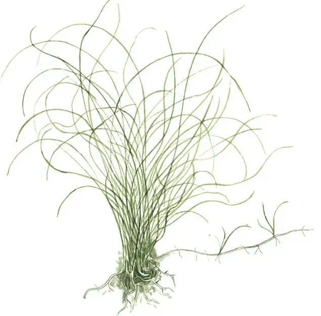 Eleocharis Parvula view 2