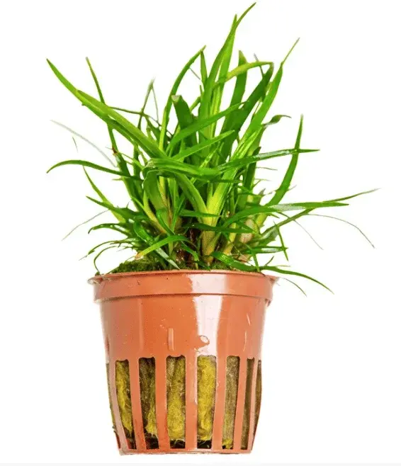Eriocaulon Sp. 'Vietnam'