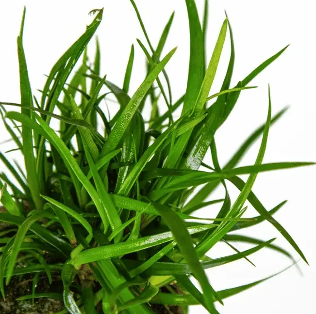 Eriocaulon Sp. 'Vietnam' view 4