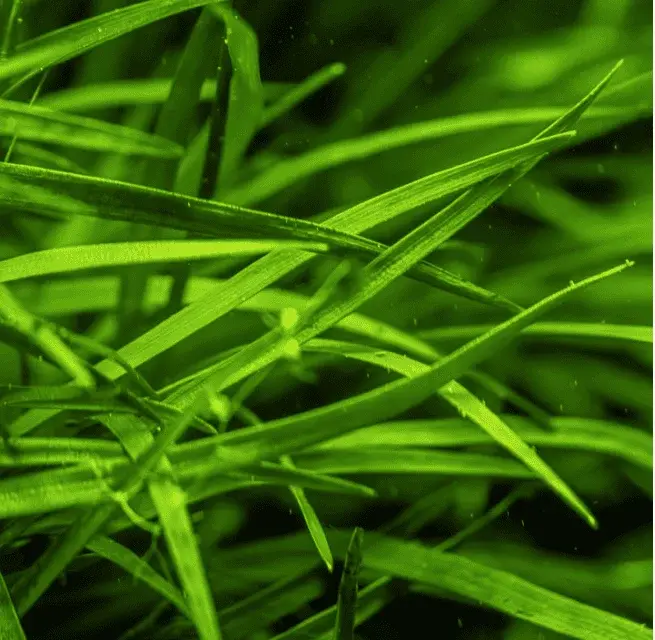 Eriocaulon Sp. 'Vietnam' view 3