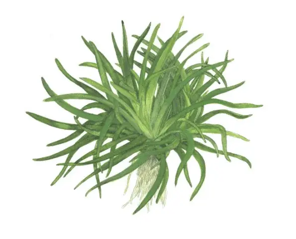 Eriocaulon Sp. 'Vietnam' view 2