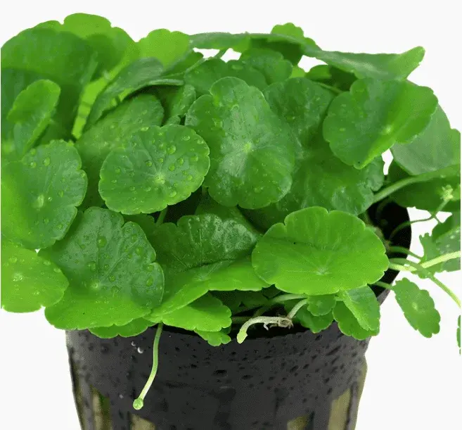 Hydrocotyle Verticillata view 4