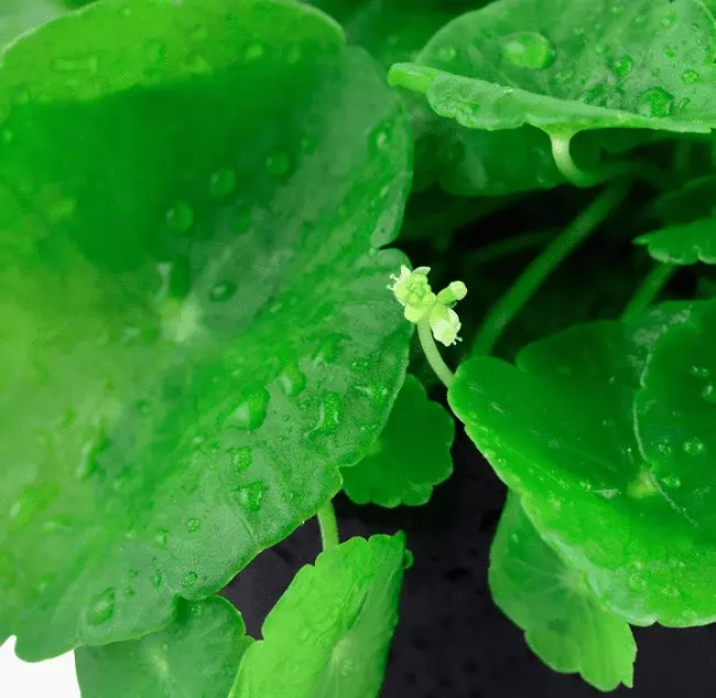 Hydrocotyle Verticillata view 3