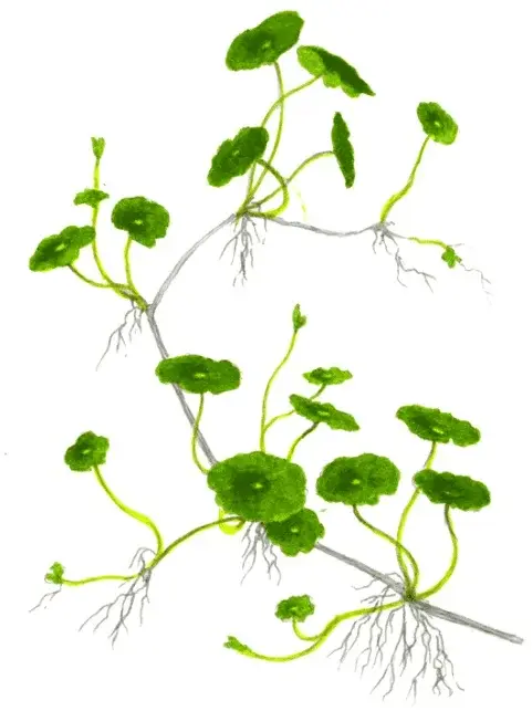 Hydrocotyle Verticillata view 2