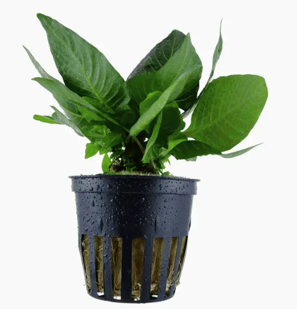 Hygrophila Corymbosa 'Compact'