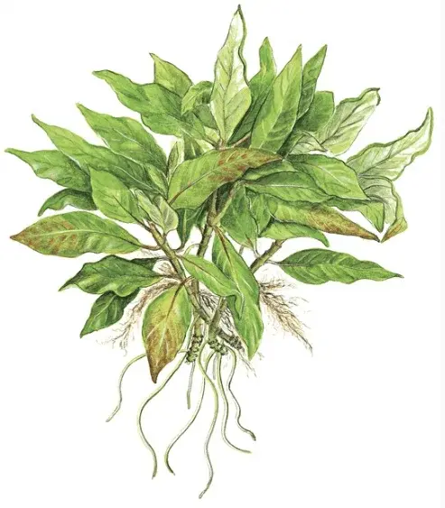 Hygrophila Corymbosa 'Compact' view 2