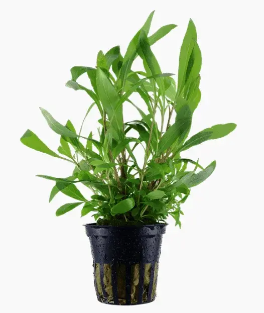 Hygrophila Corymbosa 'Siamensis 53B'