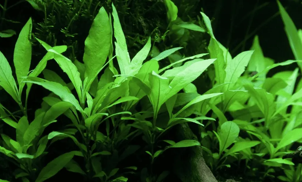 Hygrophila Corymbosa 'Siamensis 53B' view 3
