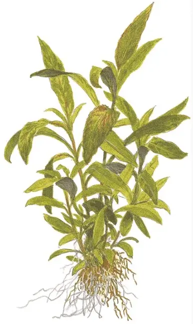 Hygrophila Corymbosa 'Siamensis 53B' view 2
