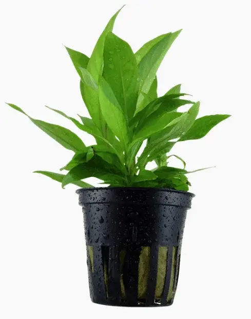Hygrophila Corymbosa 'Stricta'