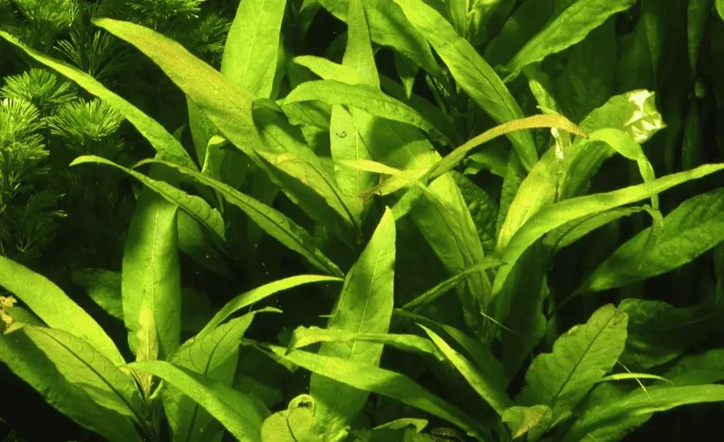 Hygrophila Corymbosa 'Stricta' view 4