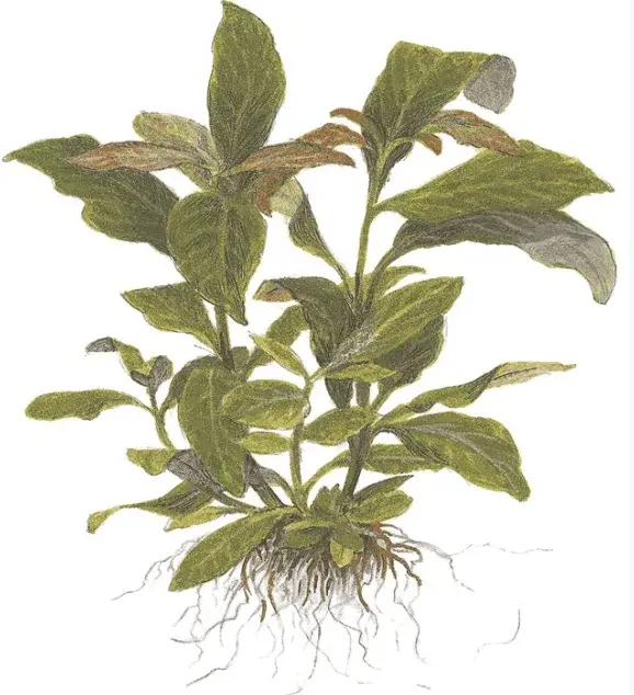 Hygrophila Corymbosa 'Stricta' view 3